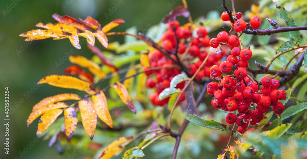 Rowan branch with red berries, colorful leaves and raindrops Rowan branch with red berries, colorful leaves and raindrops
