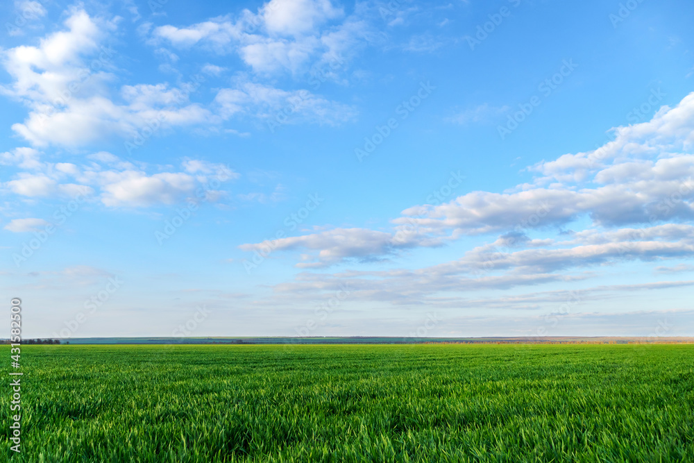 agricultural field with young sprouts and a blue sky with clouds - a beautiful spring landscape agricultural field with young sprouts and a blue sky with clouds - a beautiful spring landscape