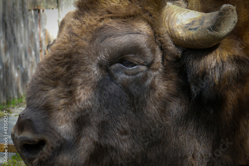 Buffalo close-up, bull's head and eyes background.