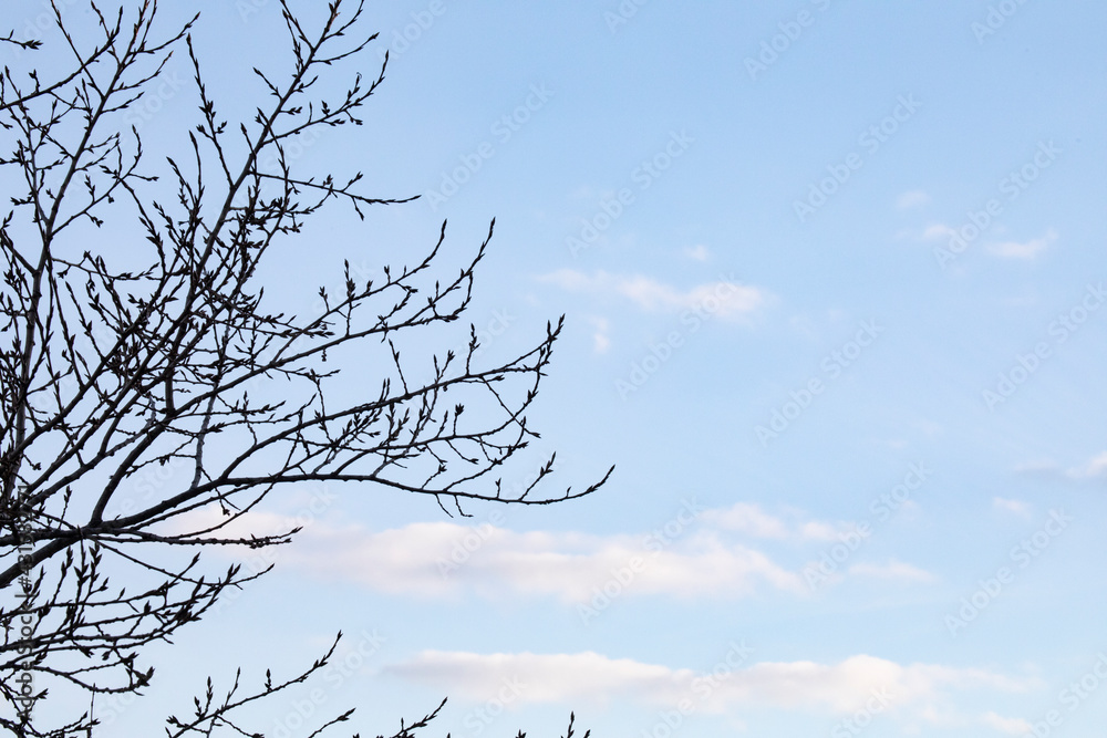 Obraz premium Beautiful silhouette of tree branches on a blue sky with clouds - copy space