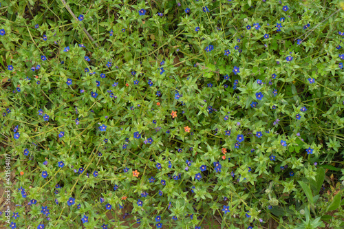 Lysimachia tenella. Primulaceae. Valencia. photo