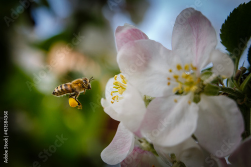 Bee pollination in spring time