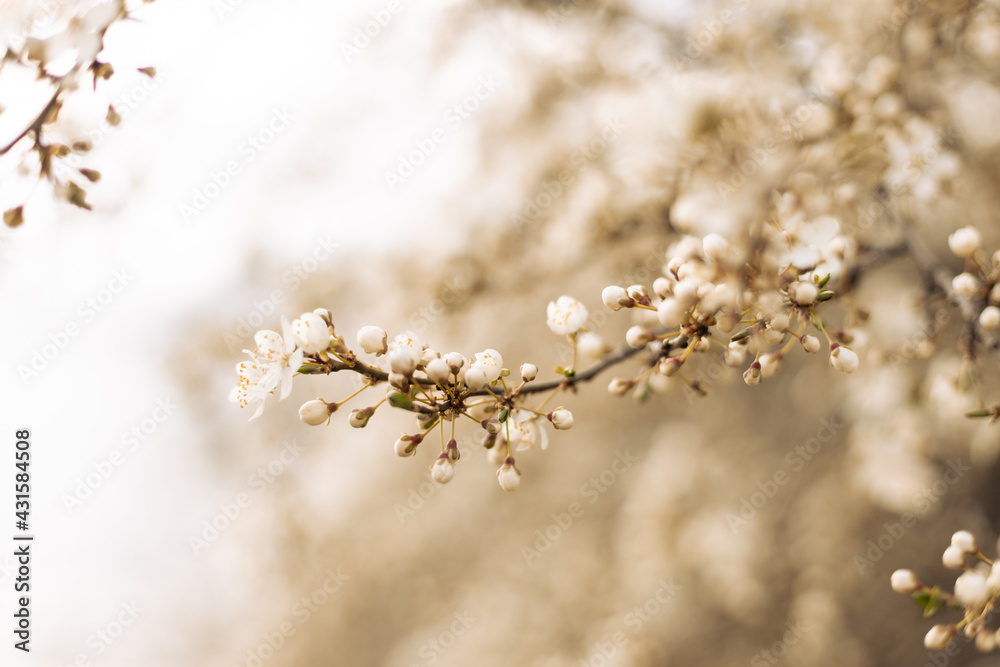 Beautiful cosmos spring banner or horizontal background with delicate blooming cherry blossoms on pastel bokeh background. Romantic landscape panorama, copy space. Beautiful cosmos spring banner or horizontal background with delicate blooming cherry blossoms on pastel bokeh background. Romantic landscape panorama, copy space.