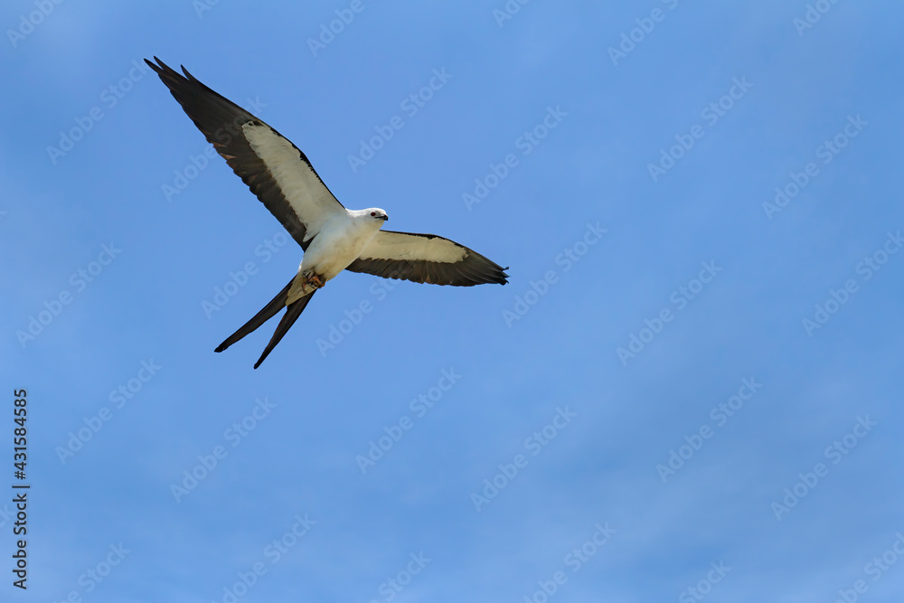 Obraz premium Swallow-tailed Kite in flight with prey in feet flying overhead with wings spread
