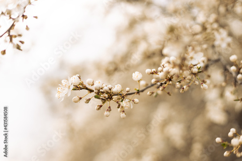 Beautiful cosmos spring banner or horizontal background with delicate blooming cherry blossoms on pastel bokeh background. Romantic landscape panorama, copy space.