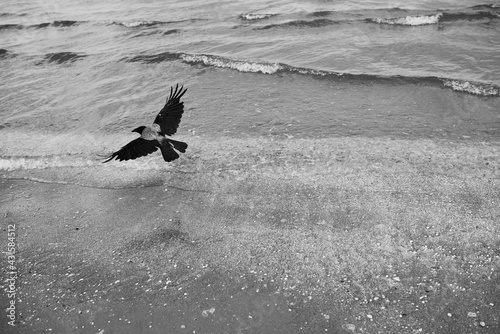 raven flying over the water surface on the beach