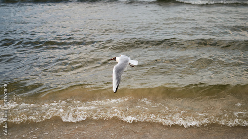 seagull flying over the water surface on the beach