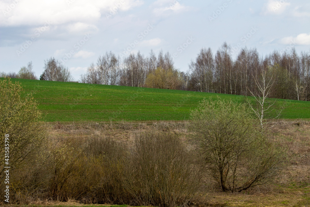 landscape with trees landscape with trees