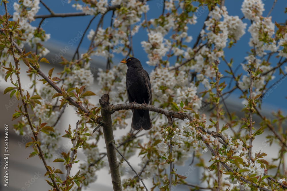Blackbird singing on cherry tree branch with white bloom Blackbird singing on cherry tree branch with white bloom