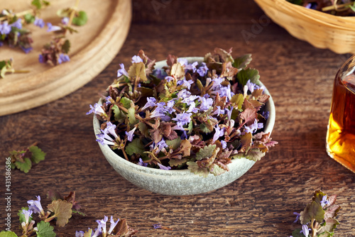 Fresh ground-ivy medicinal plant in a bowl
