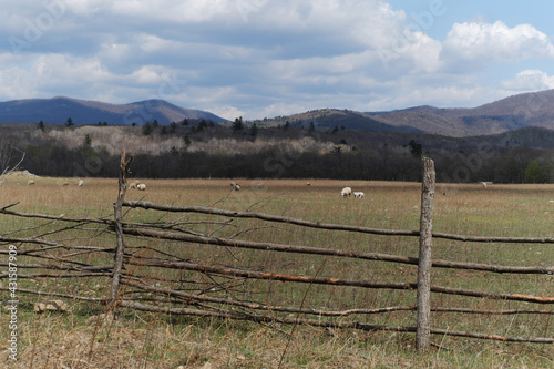 Sheep graze on a ranch surrounded by a simple wooden fence made of long poles
