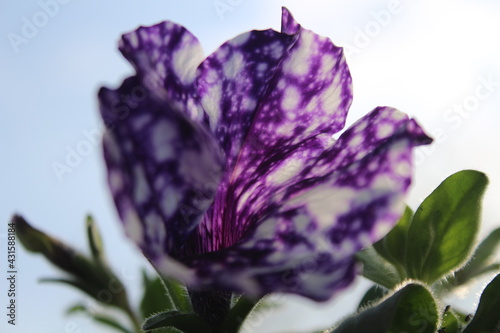 petunia flower on a balcony photo