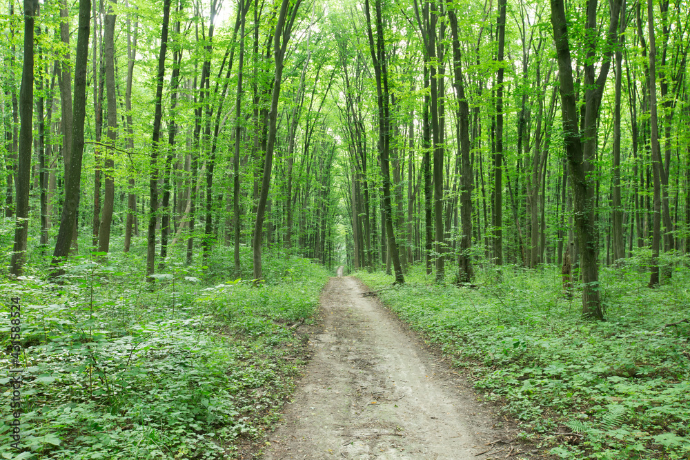 green Forest trees. nature green wood sunlight backgrounds