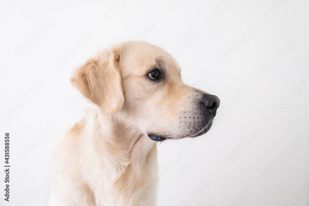 Portrait of a golden retriever on a white background. The dog looks to the side, photo in profile Portrait of a golden retriever on a white background. The dog looks to the side, photo in profile