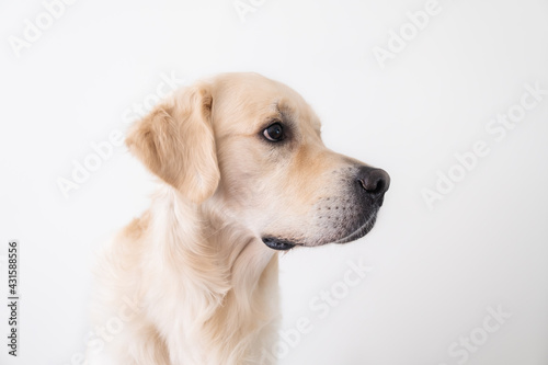 Portrait of a golden retriever on a white background. The dog looks to the side, photo in profile © deine_liebe