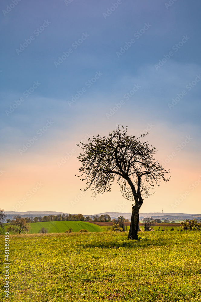 Einsamer Baum im Abendrot auf der Weide