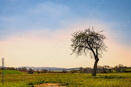 Einsamer Baum auf der Weide in der Nachmittagssonne