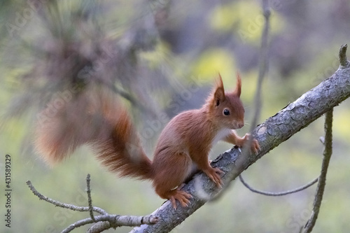 Red squirrel inn tree in Germany