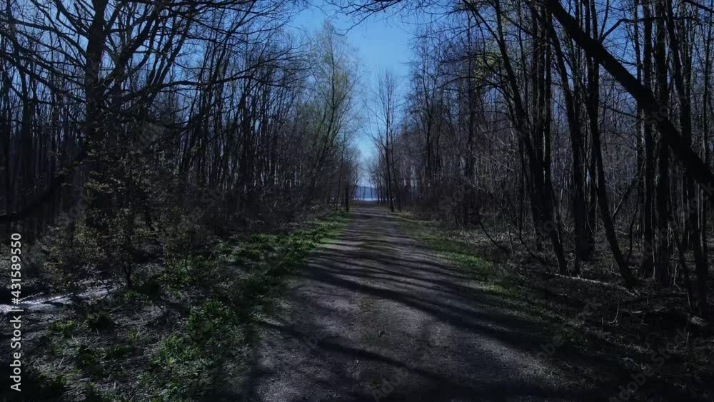 Forest trail