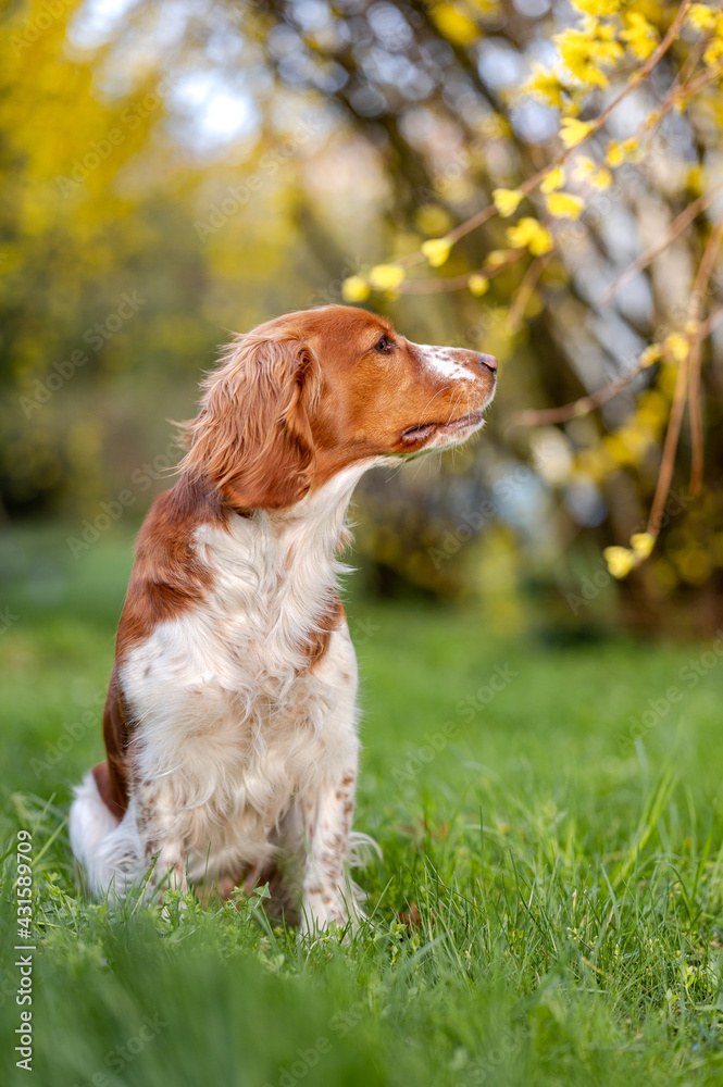 Healthy happy dog in flower forsythia in spring season.