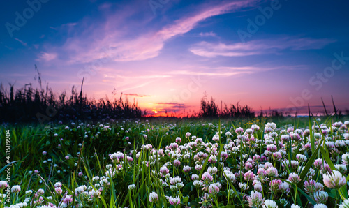 Panorama con il sole al tramonto e con dei fiori bianchi ed erba verde in primo piano. Primavera. Fuori. In natura. Paesaggio italiano. photo
