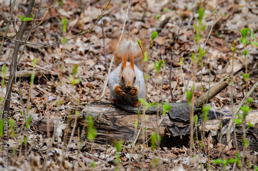 Animal squirrel eats a nut in the park Animal squirrel eats a nut in the park