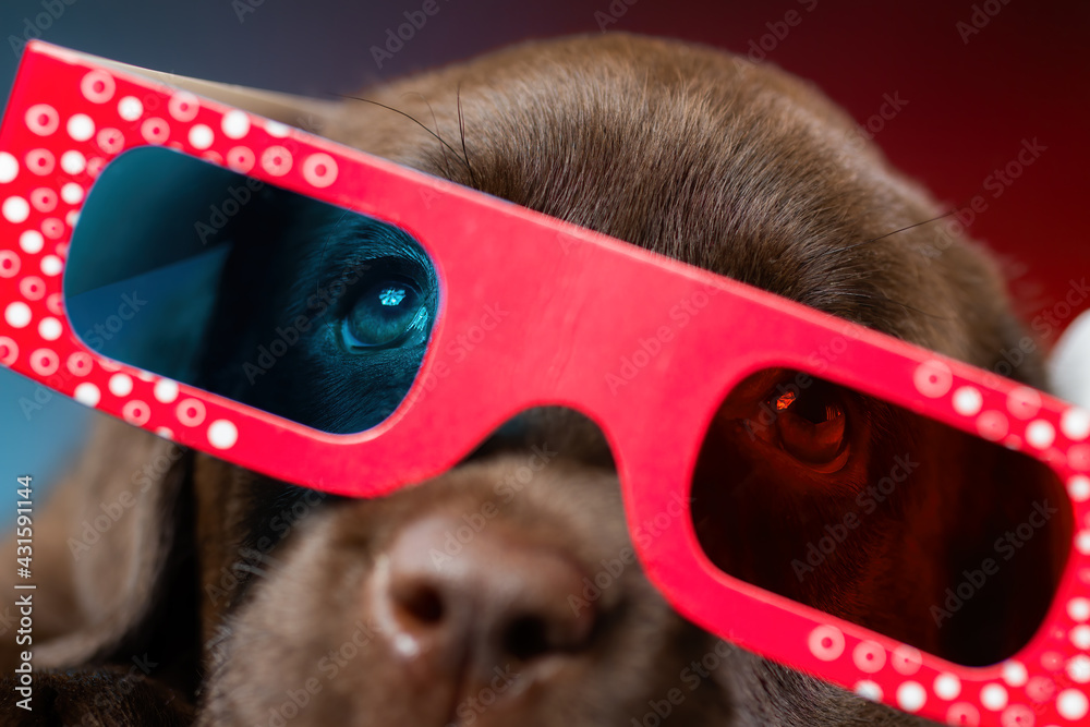 Close up image of labrador retriever puppy watching tv or movie film with  3d glasses (red-blue anaglyph). Dog in cinema. Stock Photo | Adobe Stock