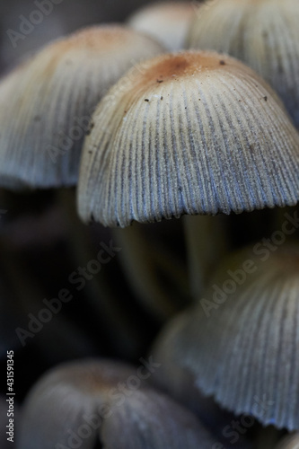 Ink cap mushrooms growing in forest