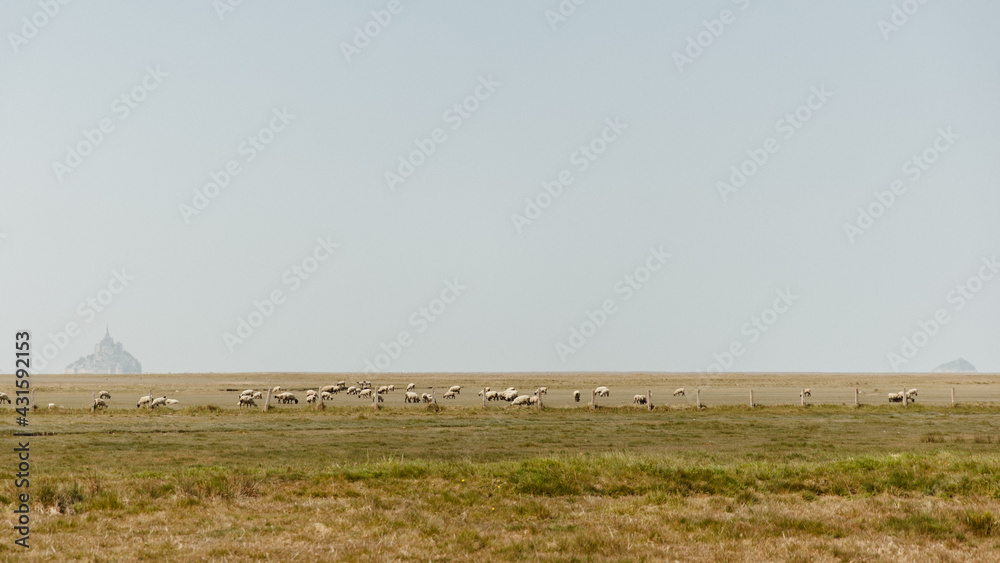 Troupeau de moutons devant le Mont Saint Michel