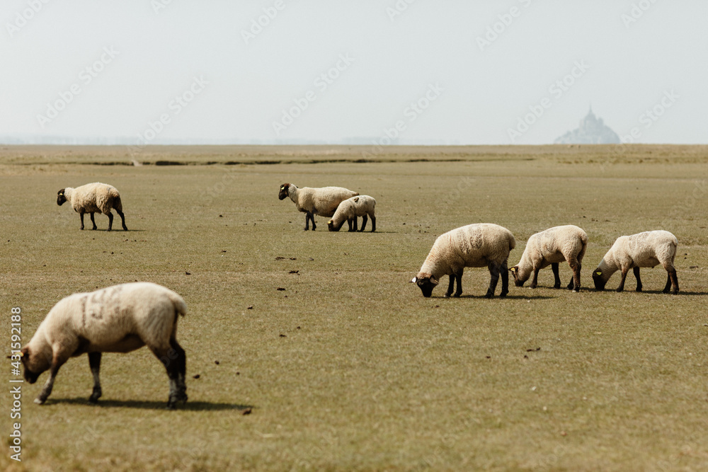Troupeau de moutons devant le Mont Saint Michel Troupeau de moutons devant le Mont Saint Michel