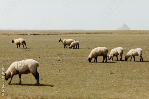 Troupeau de moutons devant le Mont Saint Michel