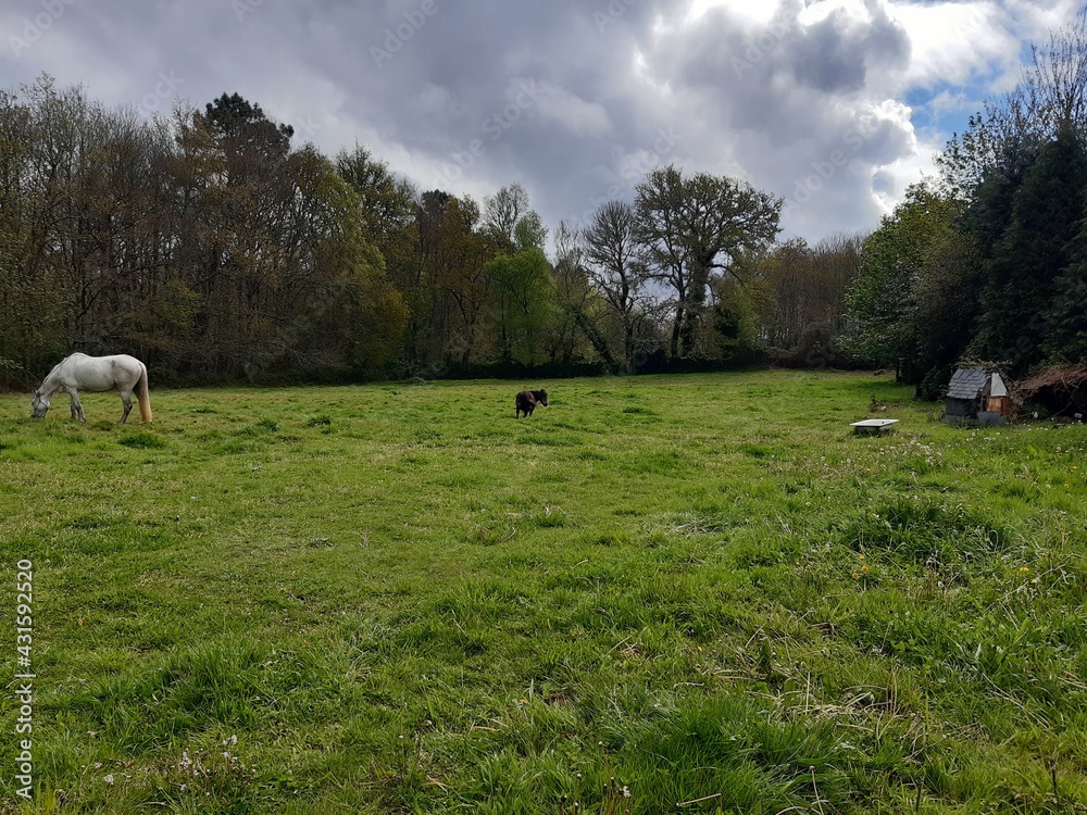 Caballo y potro pastando en un prado al nordeste de Galicia Caballo y potro pastando en un prado al nordeste de Galicia