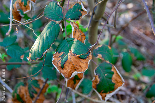 Blackberry bush with leaf blight in Nature park Schoneberger Sudgelande in Schoneberg Berlin Germany photo