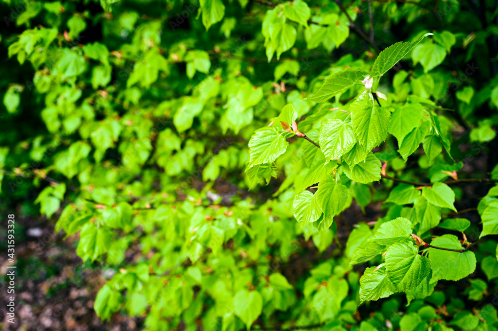 Bright green leaves of a linden tree in nature. Bright green leaves of a linden tree in nature.