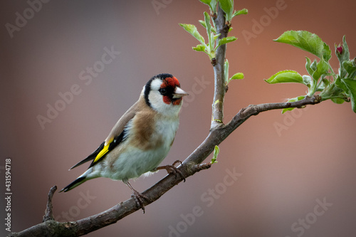 Carduelis carduelis on a branch