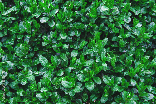 Wallpaper Mural Close up of bush leaves with dew drops. Green background from wet leaves. Background for a poster about ecology. Torontodigital.ca
