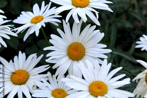 white daisies
