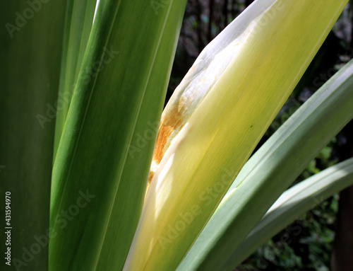 close up of a plant