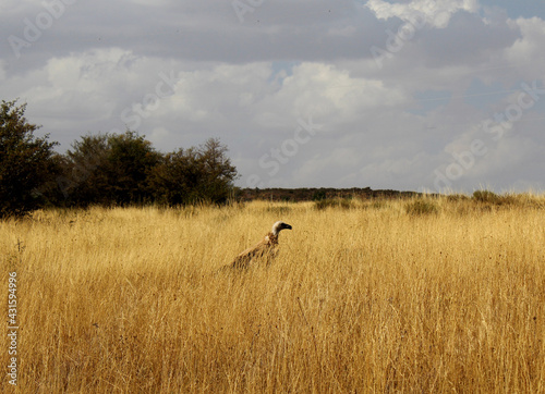 vulture in the savannah