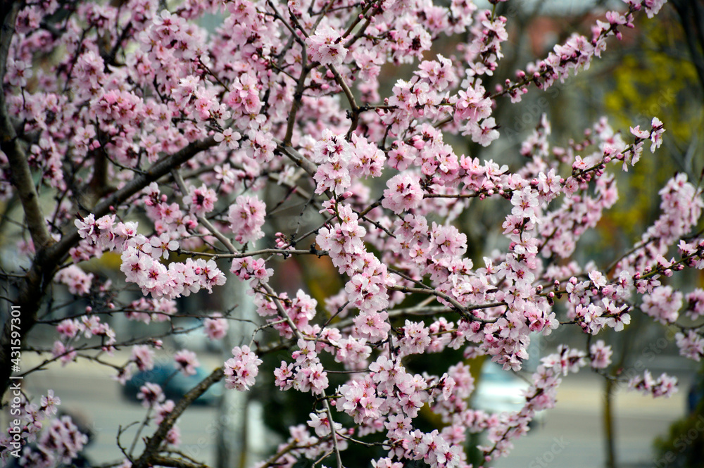 cherry blossoms in the city garden. on the branches of the tree there are beautiful small flowers with delicate white-pink petals cherry blossoms in the city garden. on the branches of the tree there are beautiful small flowers with delicate white-pink petals