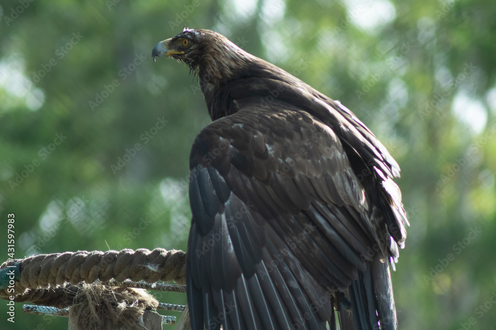 MACRO PHOTOGRAPHY OF A HAWK IN A RESCUE PLACE MACRO PHOTOGRAPHY OF A HAWK IN A RESCUE PLACE