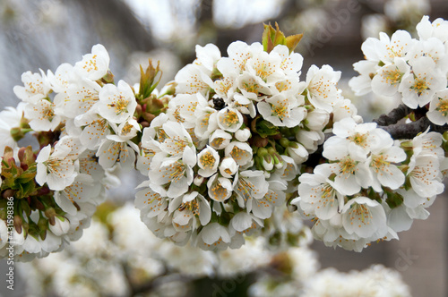 A cluster of apple blossoms close up.