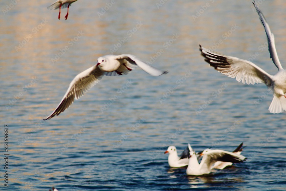 pelicans in flight