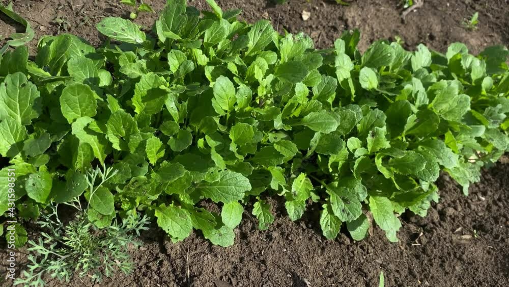 Mustard plants in a farm garden in spring Mustard plants in a farm garden in spring