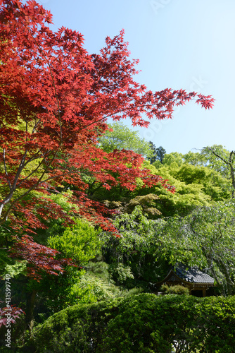 新緑の金蔵寺　新緑の境内　京都市大原野 © ogurisu