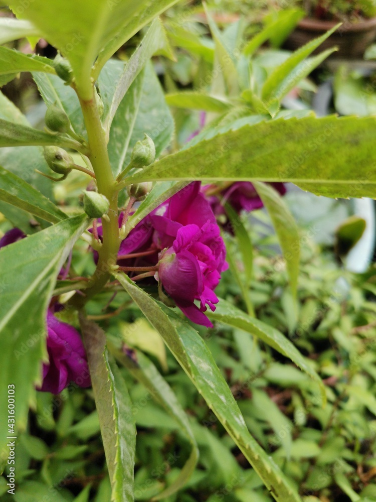 Flowers and young leaves in the summer garden, used for background images and lettering.
Flowers and young leaves in the summer garden, used for background images and lettering.