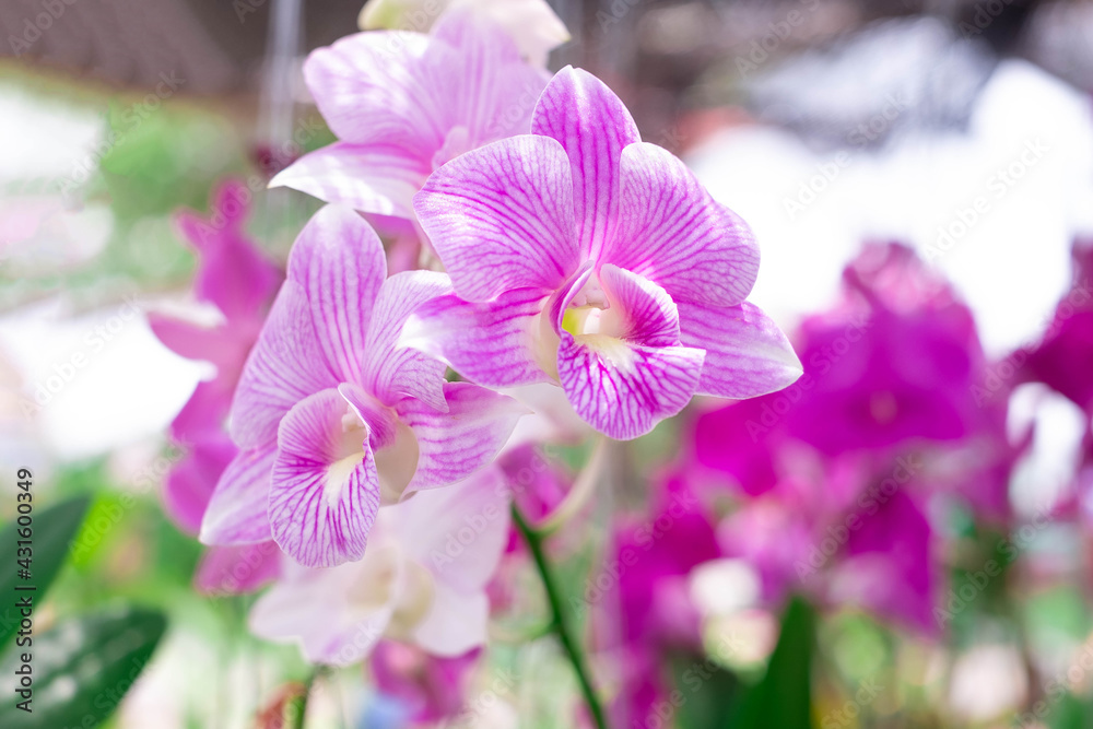 Orchid flower in orchid garden at winter or spring day. Orchid flower for postcard beauty and agriculture design. Beautiful orchid flower in garden, in full bloom in farm, on green nature blur backgro Orchid flower in orchid garden at winter or spring day. Orchid flower for postcard beauty and agriculture design. Beautiful orchid flower in garden, in full bloom in farm, on green nature blur backgro