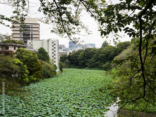 Ushigafuchi moat with lotus flowers blooming in summer - Tokyo, Japan photo