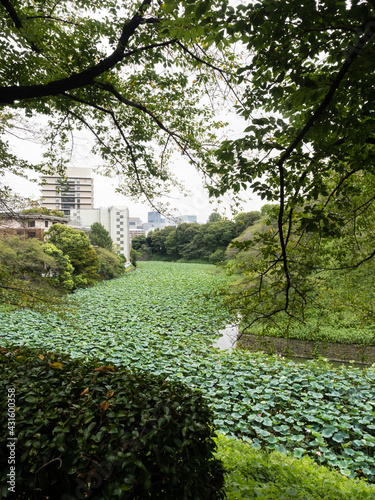 Ushigafuchi moat with lotus flowers blooming in summer - Tokyo, Japan photo