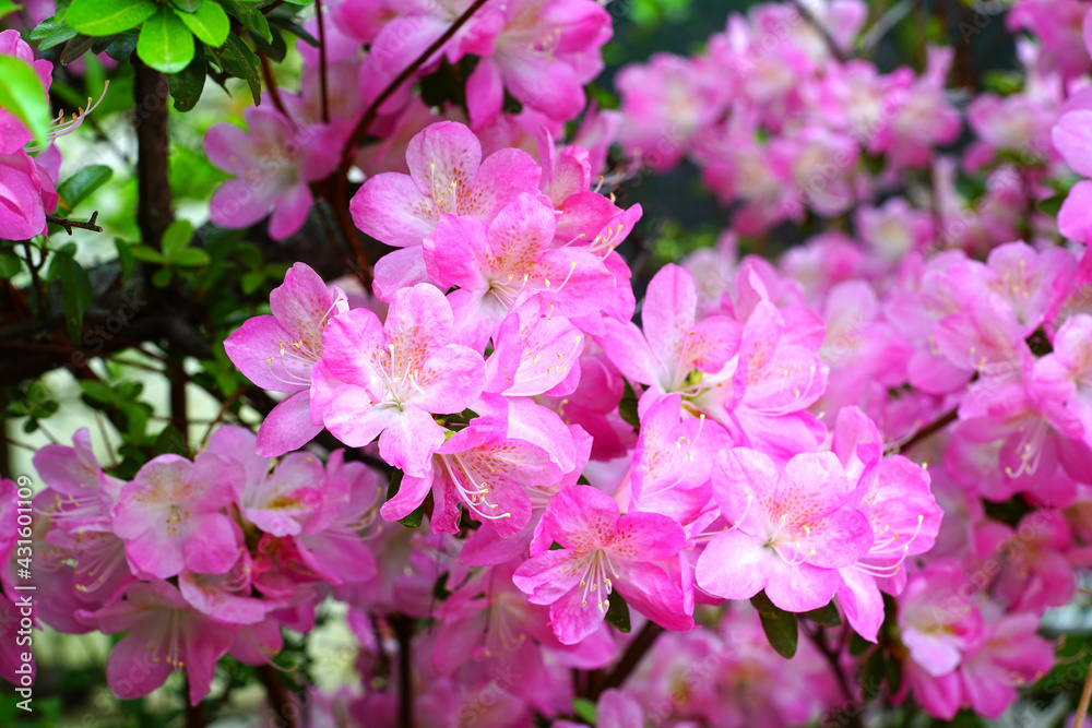 Pink azalea flower bush in the spring garden Pink azalea flower bush in the spring garden